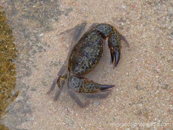 078 Krab